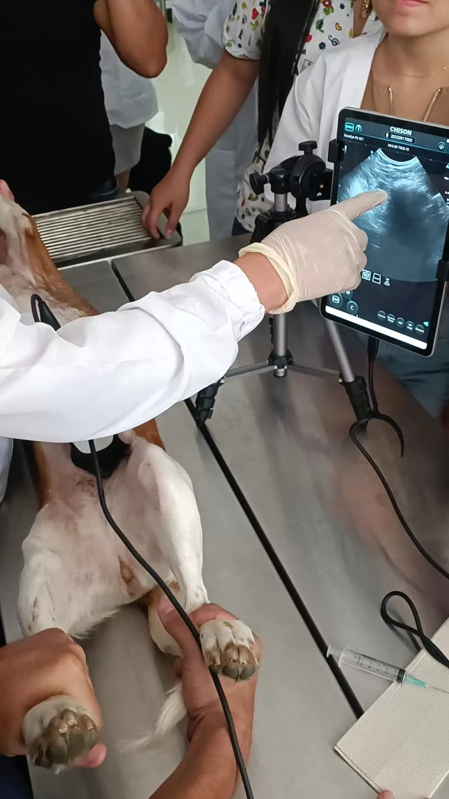 Portable ultrasound scanner with excellent Doppler ultrasound and high quality imaging. Ideal for companion animals, equine applications and mixed practices.