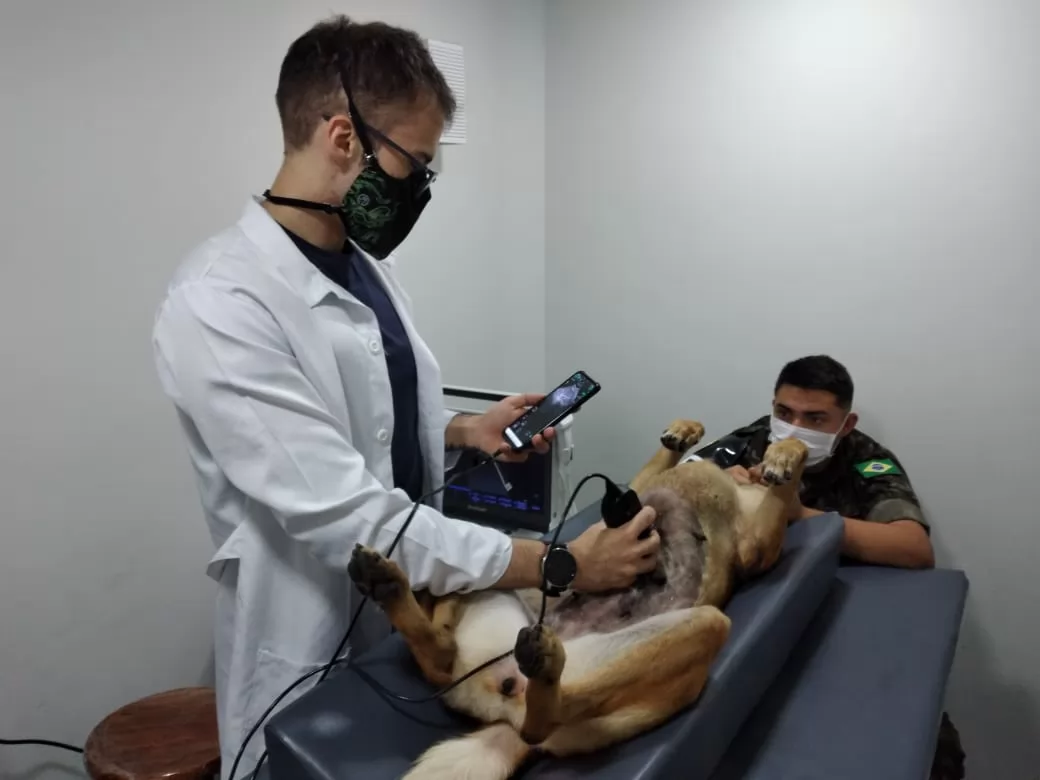 It is a non-invasive and painless method of examination, which is beneficial for the animal and the owner.